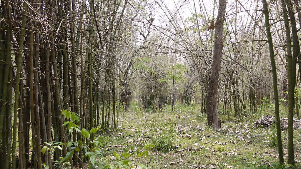 Image: Bamboo grooves at Nisargadhama
