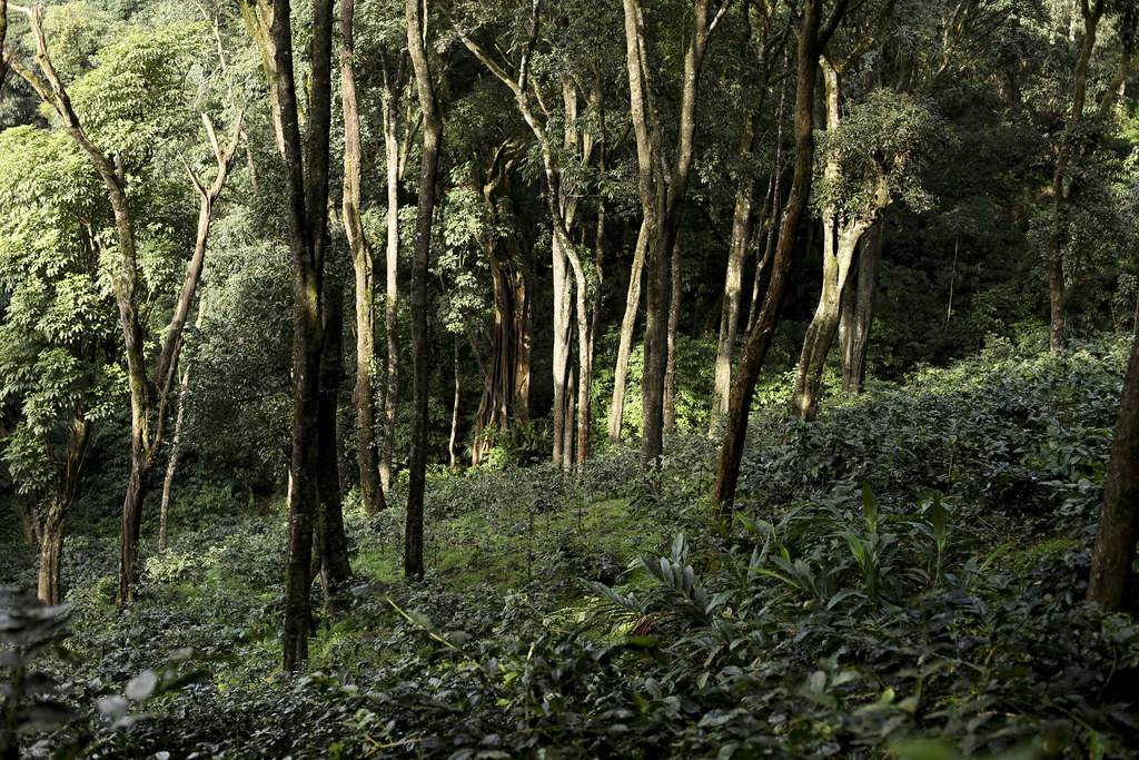 Image Coorg Coffee Plantation