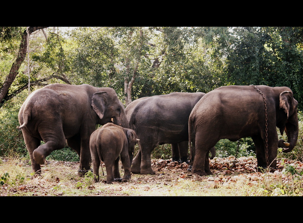 Dubare: Elephant Camp