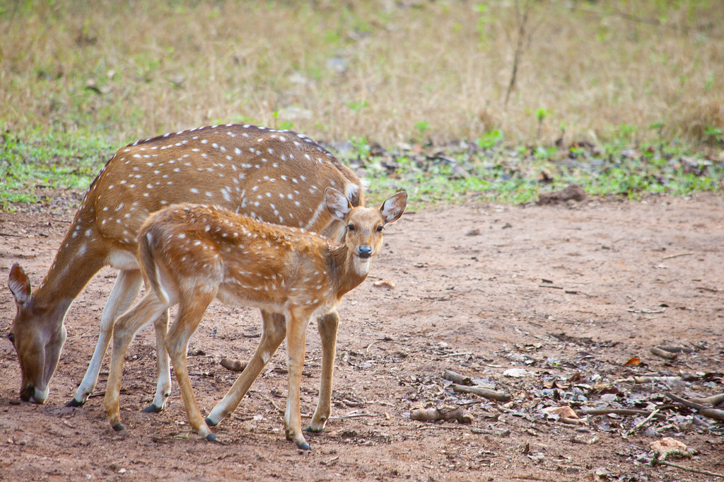 Image: Nagarhole National park
