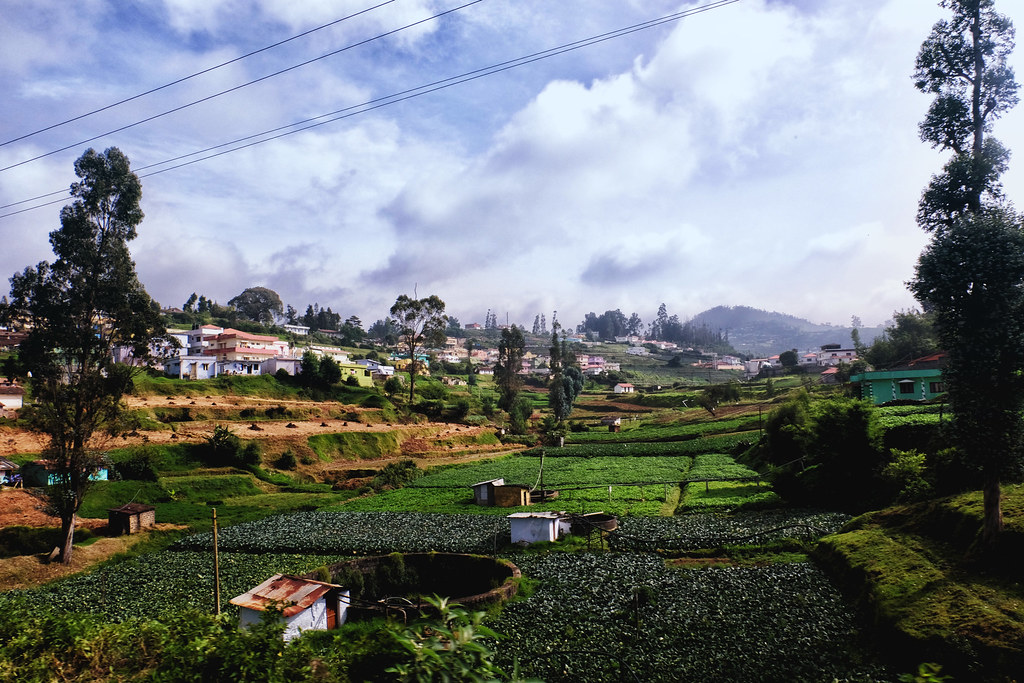 Image: Ooty Tea fields Image: Ooty Tea fields