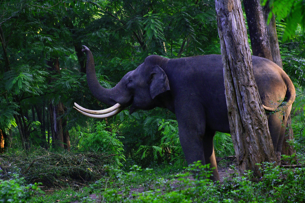 Image Elephant (Wayanad Wildlife Sanctuary)