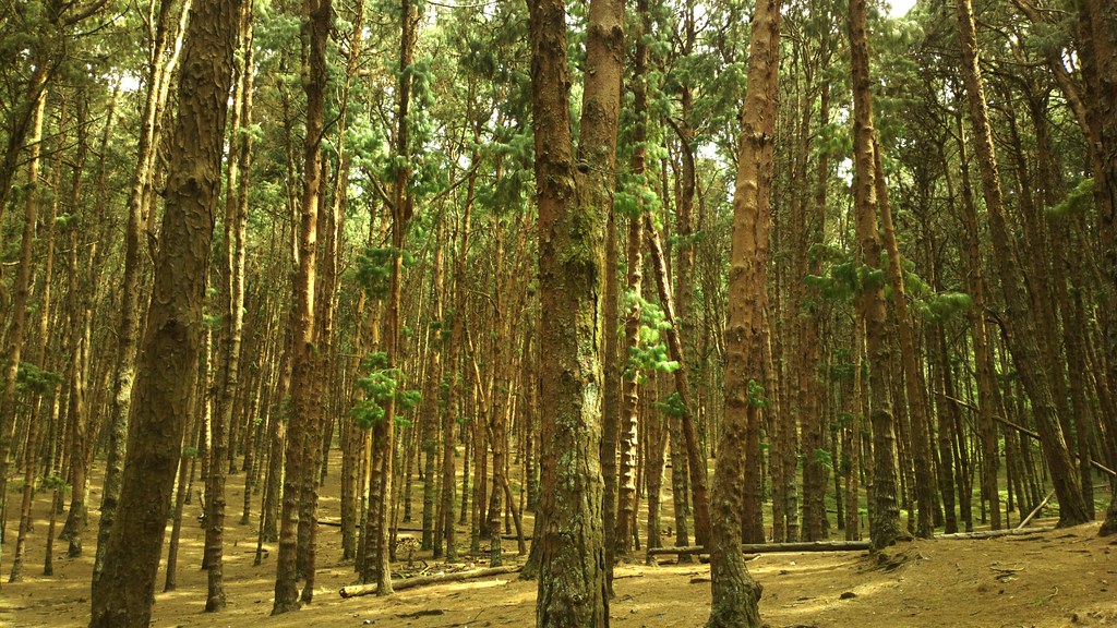 Image Pine Forest