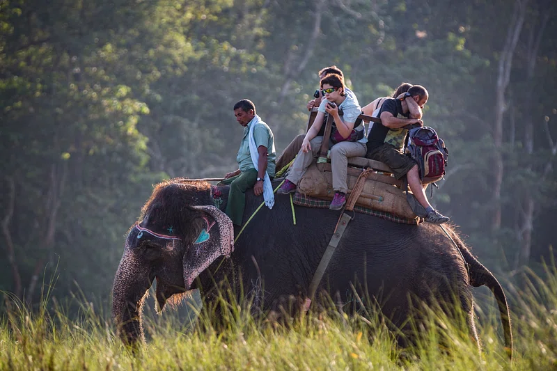 Kaziranga National Park